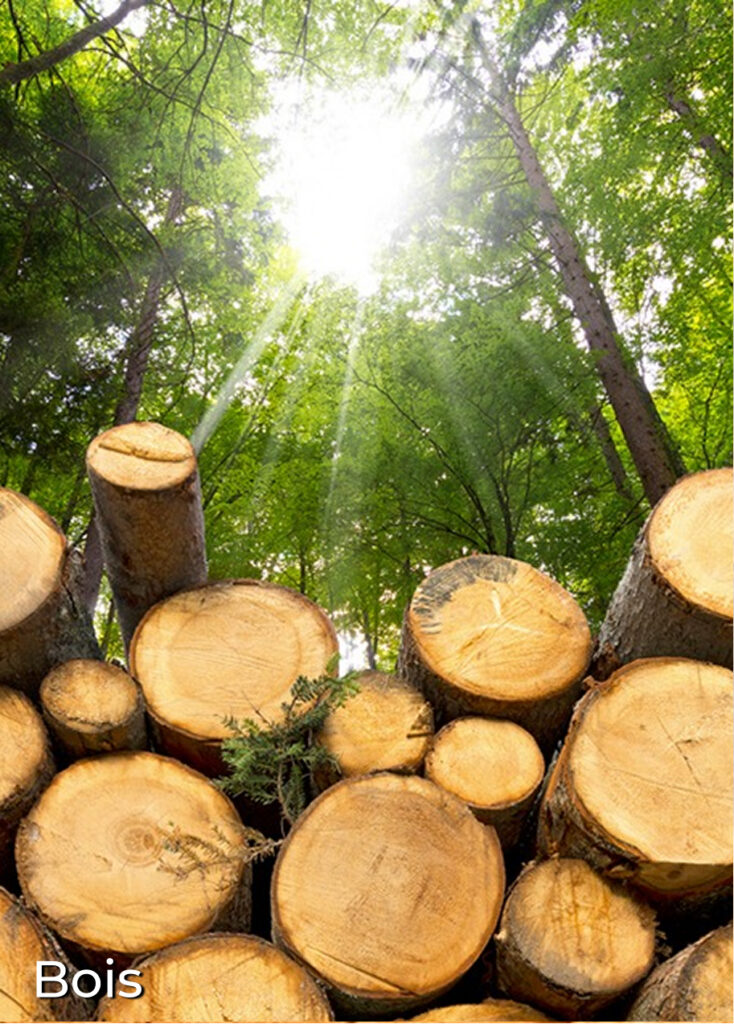 Image de troncs d'arbres